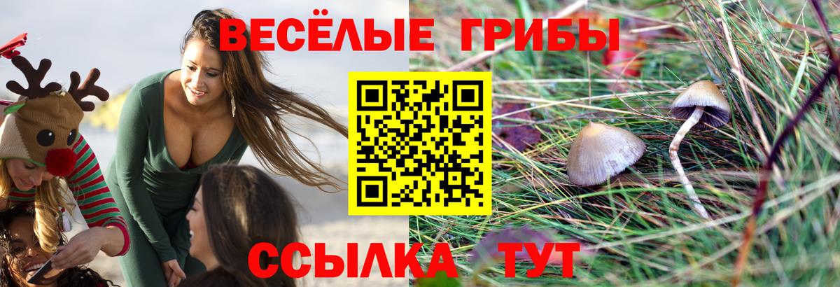 Псилоцибиновые грибы Cubensis  Вход с VPN  Карпинск 